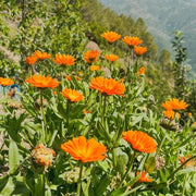 Calendula Seeds - for Home Gardens Seeds