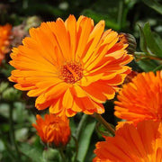 Heirloom Calendula Seeds, Herbal