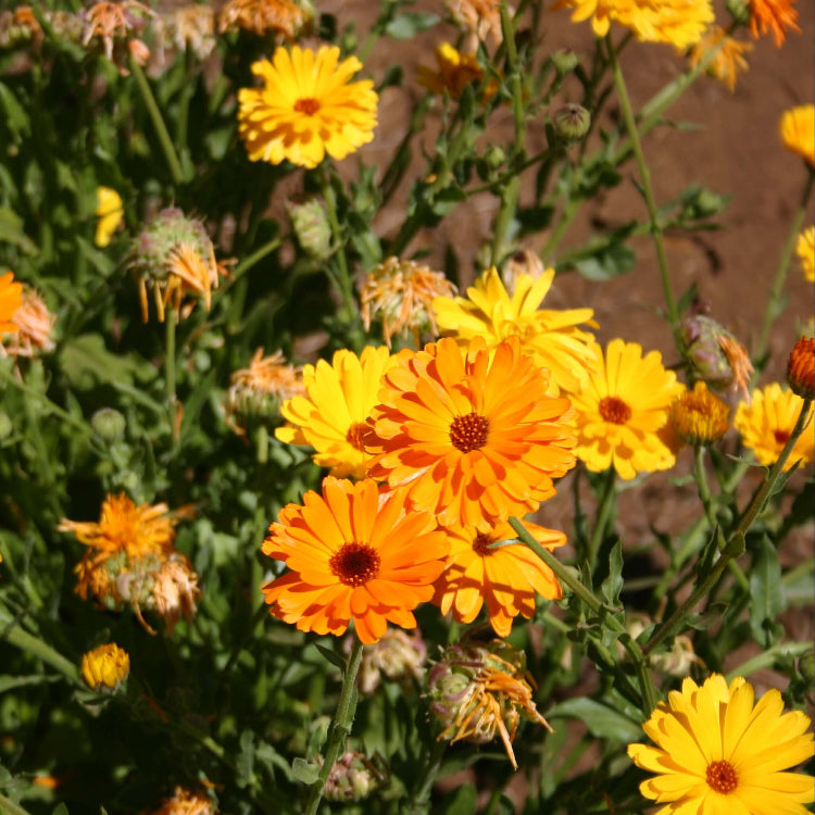 Fancy Mix Calendula Seeds