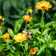Flower Bed Calendula Seeds