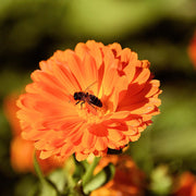 Geishe Girl Calendula Seeds