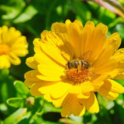 Golden Emperor Calendula Seeds