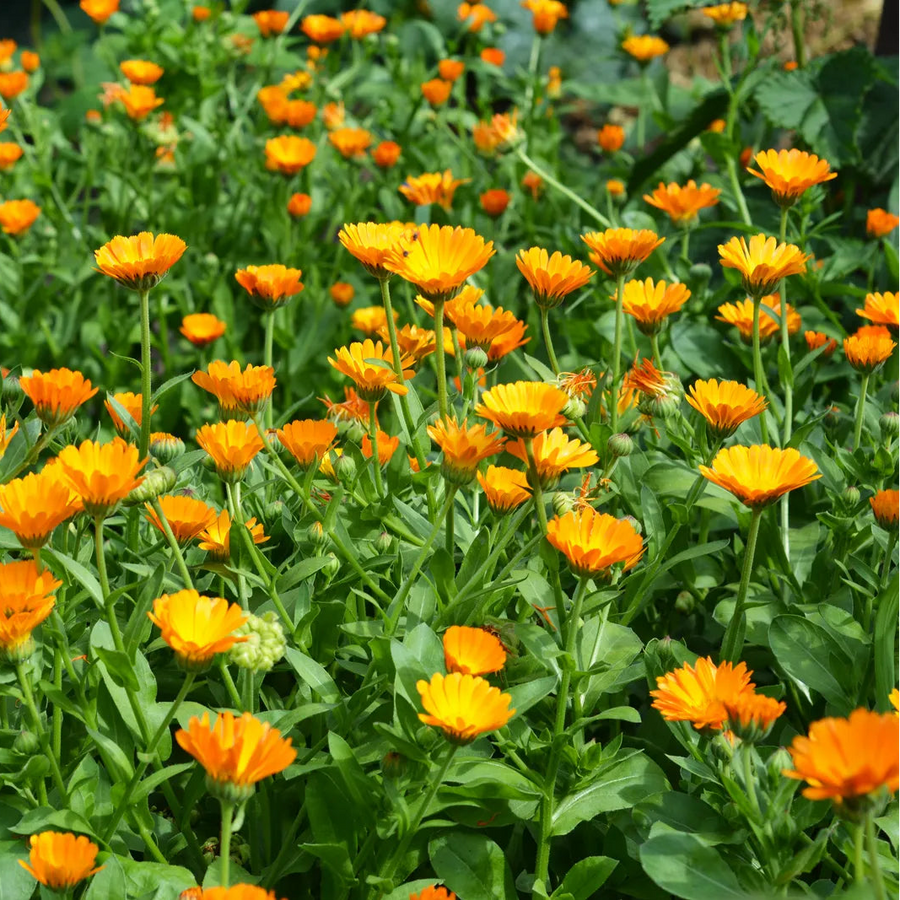 Calendula Flower Seeds, Calendula officinalis Flower Seeds