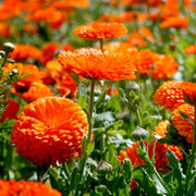 Heirloom Calendula Seeds, Herbal