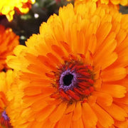 Pacific Beauty Orange Calendula Seeds
