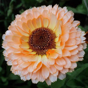 Pink Heirloom Calendula Seeds