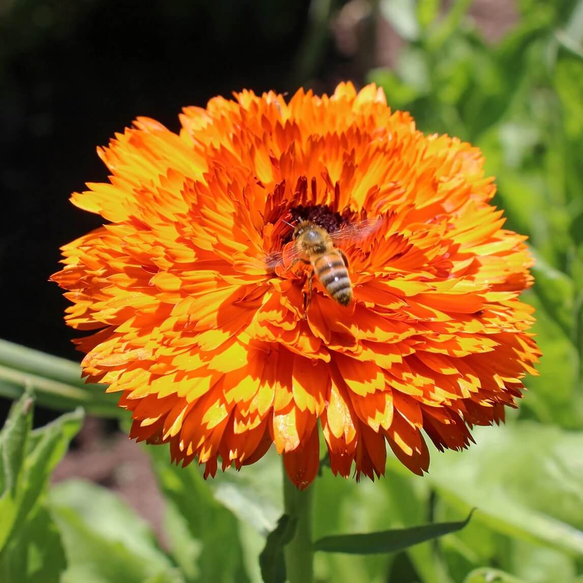 Red Heirloom Calendula Seeds