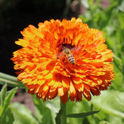 Red Heirloom Calendula Seeds