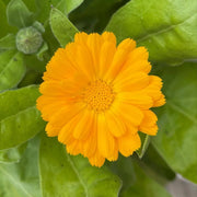 Resina Calendula Seeds