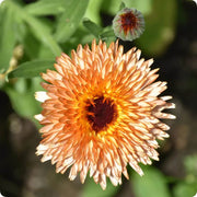 Triangle Flashback Resina Calendula Seeds