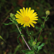 Yellow Heirloom Calendula Seeds