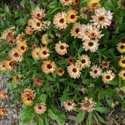 Triangle Flashback Resina Calendula Seeds