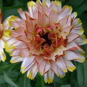 Triangle Flashback Resina Calendula Seeds