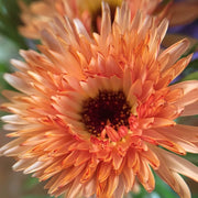 Triangle Tri-Color Calendula Seeds