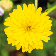 Yellow Heirloom Calendula Seeds