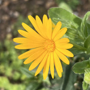 Yellow Heirloom Calendula Seeds