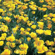 Wildflower Mix Heirloom Cali Seeds
