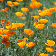 Wildflower Mix Heirloom Cali Seeds