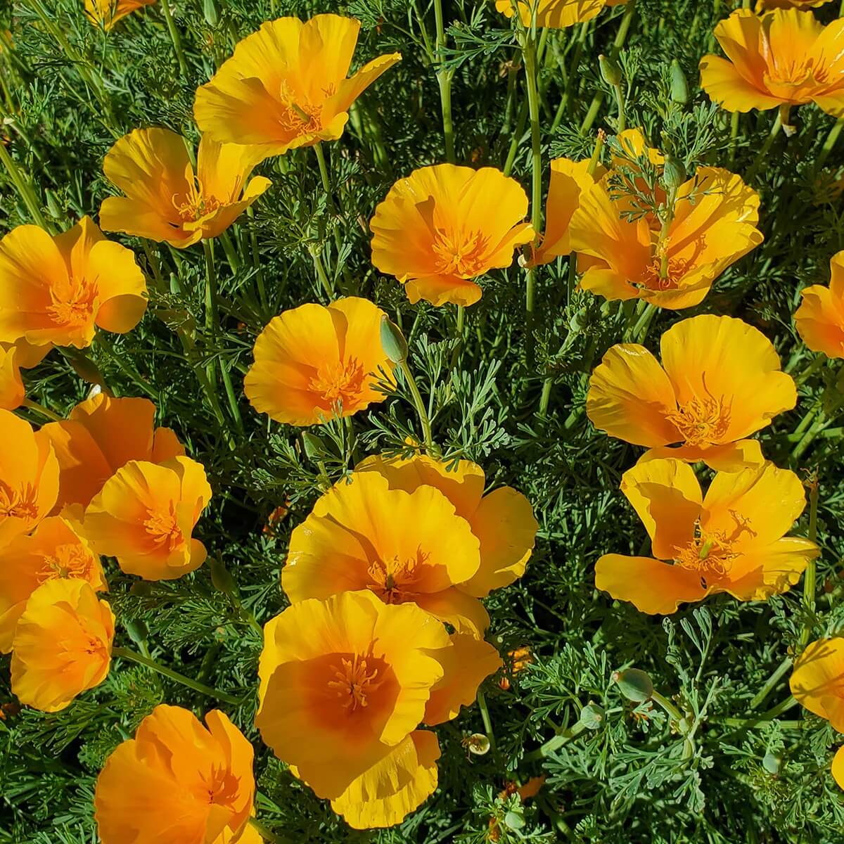 Wildflower Mix Heirloom Cali Seeds