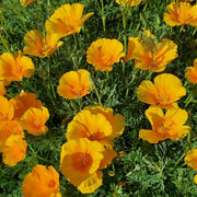 Wildflower Mix Heirloom Cali Seeds