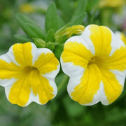 White Yellow Calibrachoa Seeds