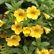 Compact Calibrachoa Seeds