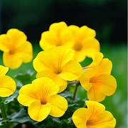 Compact Calibrachoa Seeds