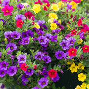 Mini Petunia Calibrachoa Seeds