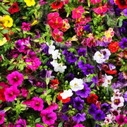Mixed Million Bells Calibrachoa Seeds