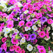 Mixed Million Bells Calibrachoa Seeds