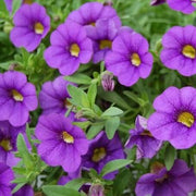 Purple Calibrachoa Seeds