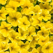Yellow Super bell Calibrachoa Seeds