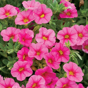 Deep Pink Calibrachoa Seeds