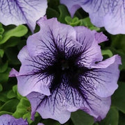 Tinted Purple Kabloom Calibrachoa Seeds