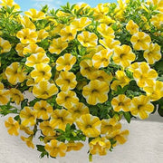 White Yellow Calibrachoa Seeds