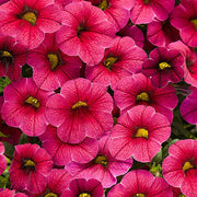 Deep Pink Calibrachoa Seeds