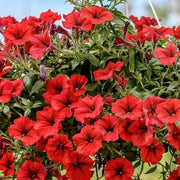 Red Calibrachoa Seeds