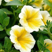 White Yellow Calibrachoa Seeds