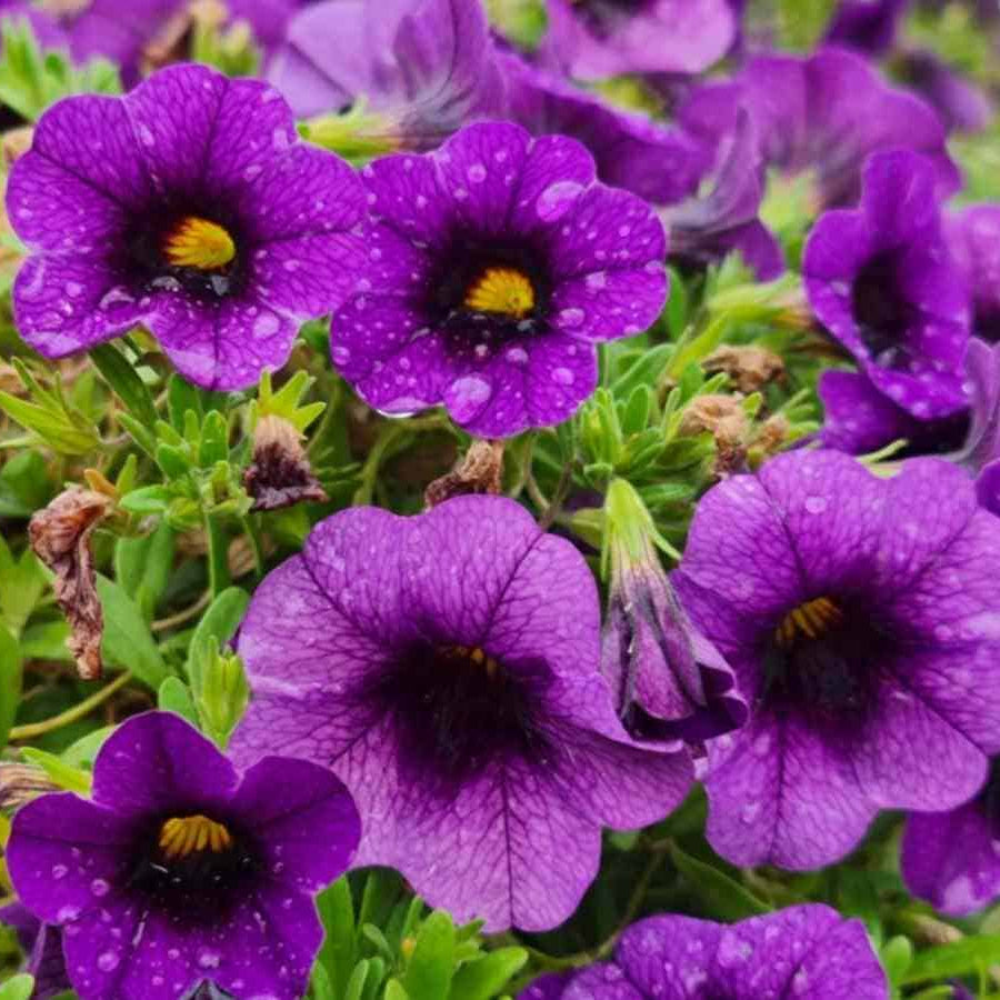 Purple Calibrachoa Seeds