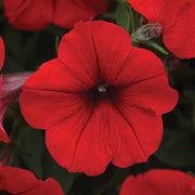 Red Calibrachoa Seeds