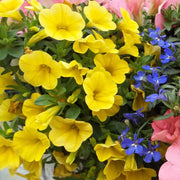 Yellow Super bell Calibrachoa Seeds