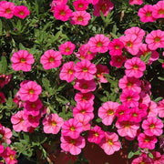 Deep Pink Calibrachoa Seeds