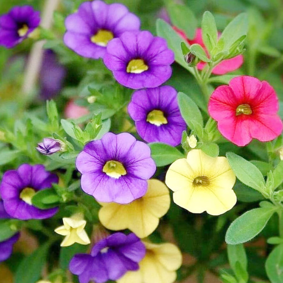 Mini Petunia Calibrachoa Seeds