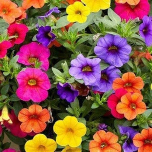 Mixed Million Bells Calibrachoa Seeds
