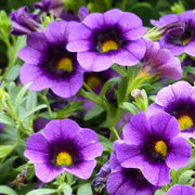 Purple Calibrachoa Seeds
