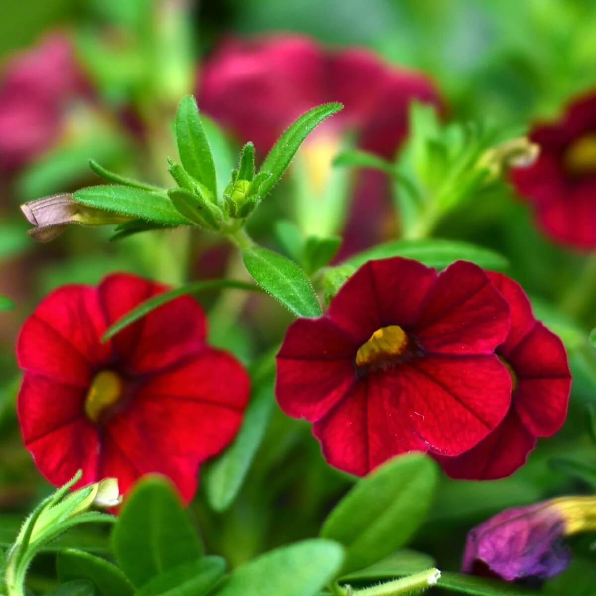 Red Calibrachoa Seeds