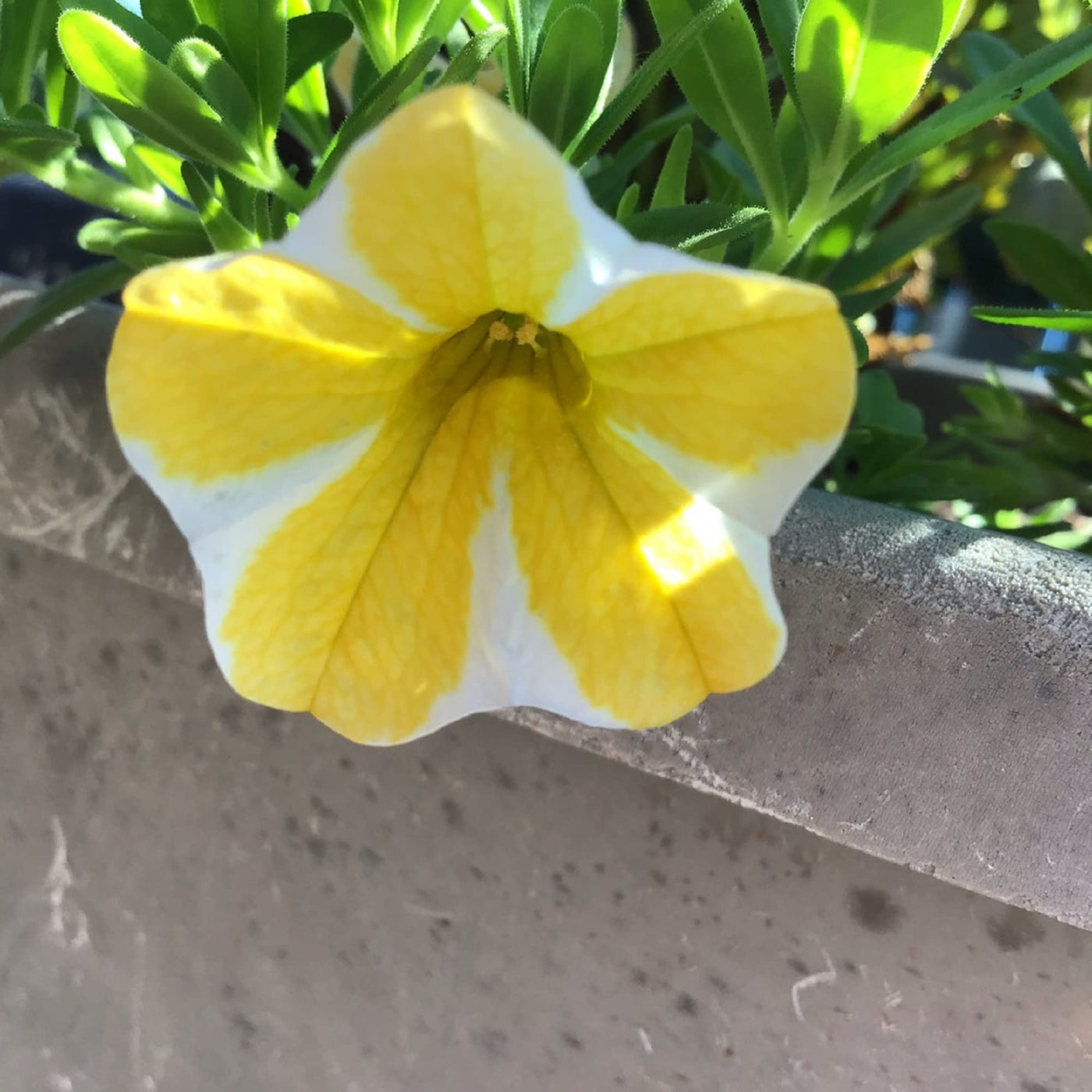 Super bell Lemon Slice Calibrachoa Seeds