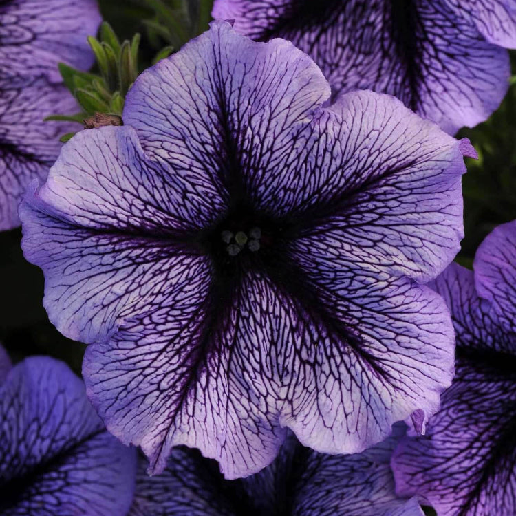 Tinted Purple Kabloom Calibrachoa Seeds
