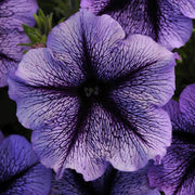 Tinted Purple Kabloom Calibrachoa Seeds
