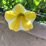 White Yellow Calibrachoa Seeds
